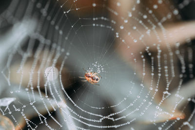 Close-up of spider on web