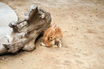 High angle view of rabbit