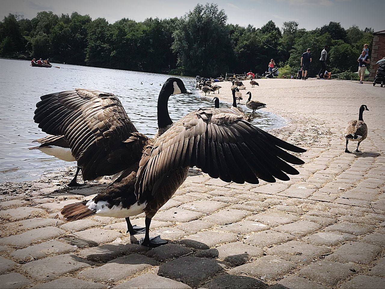 bird, vertebrate, animal themes, tree, animal, animals in the wild, animal wildlife, group of animals, plant, day, flying, incidental people, nature, spread wings, water, goose, outdoors, sunlight, water bird, paving stone