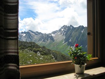 Close-up of plants against window