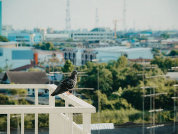 Bird perching on railing