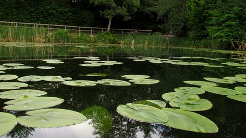 Water lily in lake