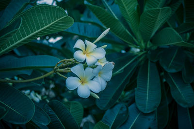 Close-up of white flowering plant