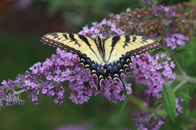 Close-up of butterfly pollinating on pink flower