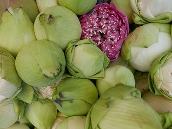 Close up photo of lotus flowers