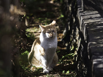 Close-up of cat