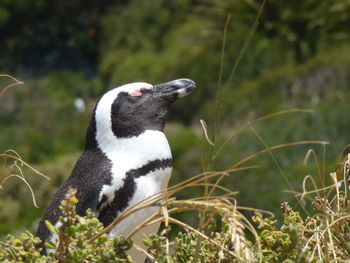 Close-up of a bird on field