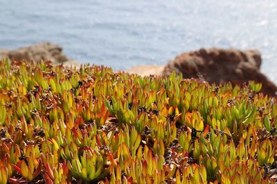 Close-up of yellow flowering plant on land