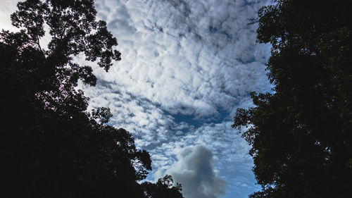 Low angle view of silhouette trees against sky