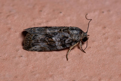 Close-up of insect on rock