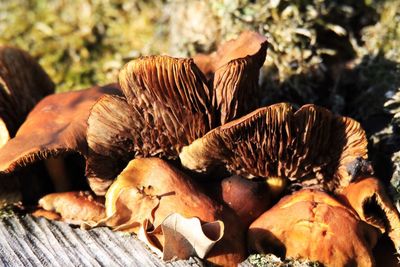 Close-up of mushrooms on field