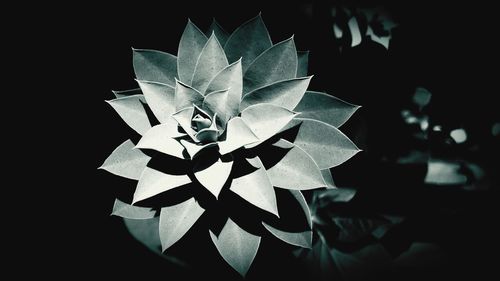 High angle view of paper plant against black background