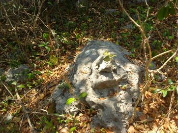 High angle view of tree trunk in forest