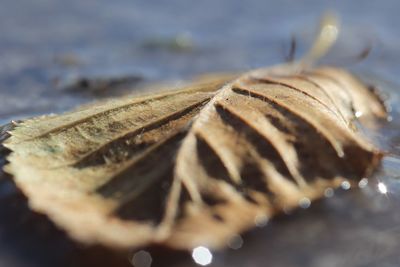 Close-up of seashell on dry leaf