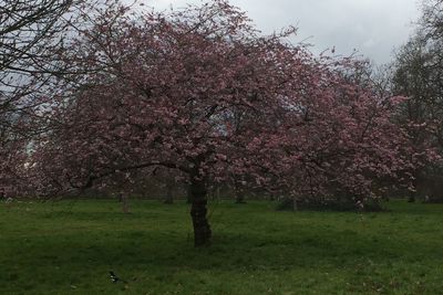 Pink flowers growing in park
