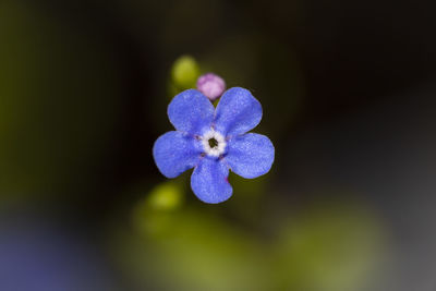 Close-up of purple blue flower
