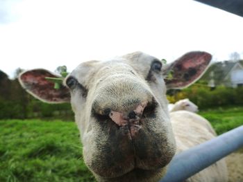 Close-up portrait of a sheep on field