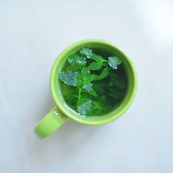 Close-up of green leaves over white background
