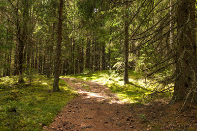 Footpath amidst trees in forest