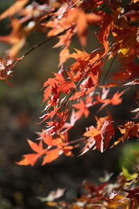 Close-up of maple leaves on tree during autumn