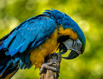 Colorful parrot