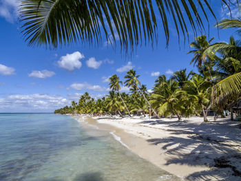 Palm trees on beach against sky