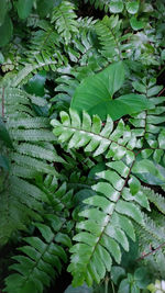 Full frame shot of green leaves