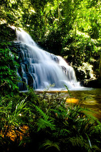 Scenic view of waterfall in forest