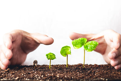 Close-up of hands cupped around saplings