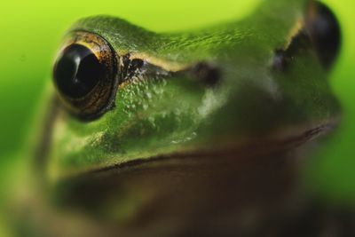 Macro shot of insect