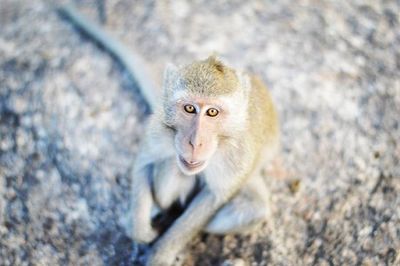 Close-up portrait of an animal