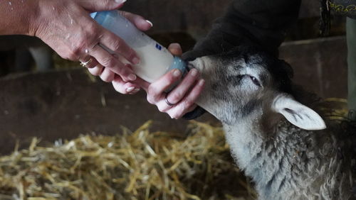 Midsection of man feeding in a farm