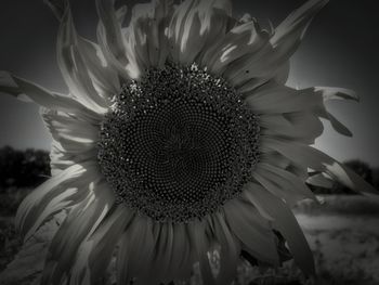 Close-up of sunflower