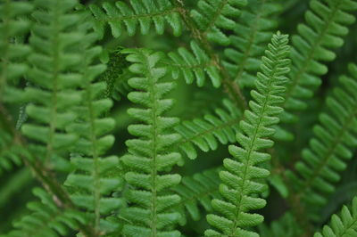 Close-up of fern leaves