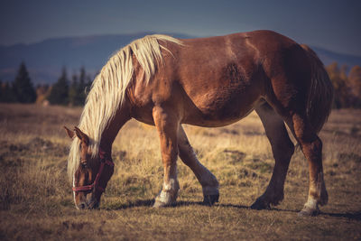 Horses in a field