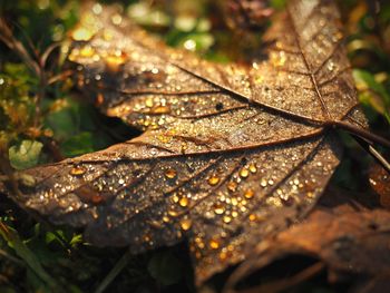 Close-up of raindrops on maple leaves