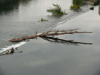 Reflection of tree in lake against sky