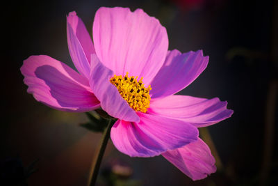 Close-up of pink cosmos flower