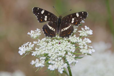 Butterfly on flower