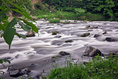 Scenic view of river flowing in forest