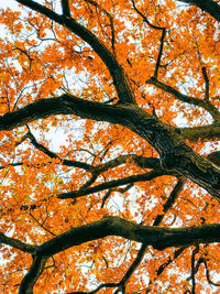 Low angle view of tree against sky