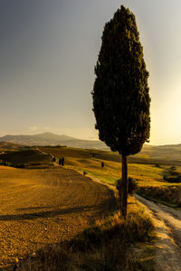 Scenic view of field against sky during sunset