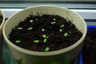 Close-up of potted plant