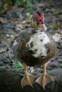 Close-up of duck