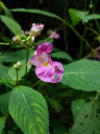 Close-up of pink flowers