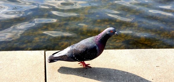 High angle view of pigeon perching on a lake