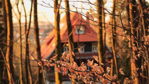 Close-up of plants during sunset