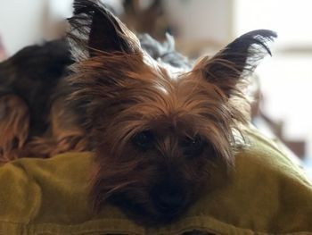 Close-up portrait of dog