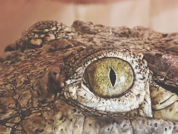 Close-up of an animal