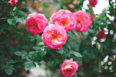 Close-up of pink rose